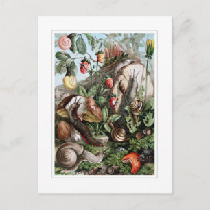 Schnecken und Nacktschnecken Postkarte