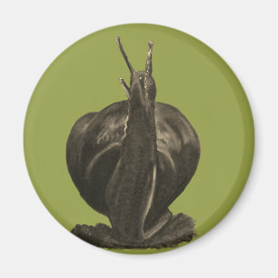 Schneckenpasten Zeichnend Rundmagazin Magnet