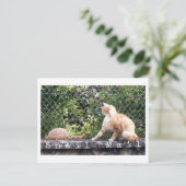 Schneckenpost-Katze Postkarte (Stehend Vorderseite)