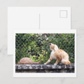 Schneckenpost-Katze Postkarte (Vorne/Hinten)