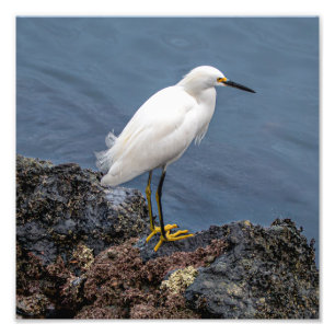 Schneckenreiher Fotodruck