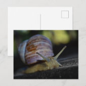 Schneckenschleifer Postkarte (Vorne/Hinten)