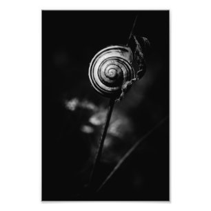 Schneckenschwanz Fotodruck