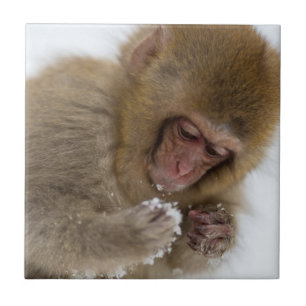 Schnee-Affe Babyjapanischer Macaque-  Fliese