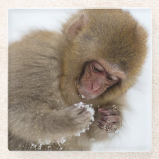 Schnee-Affe Babyjapanischer Macaque-| Glasuntersetzer (Vorderseite)