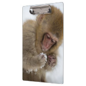 Schnee-Affe Babyjapanischer Macaque-| Klemmbrett (Links)