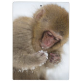 Schnee-Affe Babyjapanischer Macaque-| Klemmbrett (Rückseite)