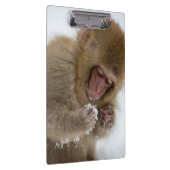 Schnee-Affe Babyjapanischer Macaque-| Klemmbrett (Rechts)