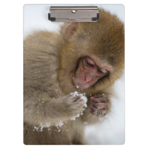 Schnee-Affe Babyjapanischer Macaque- Klemmbrett