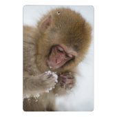 Schnee-Affe Babyjapanischer Macaque-| Mini Klemmbrett (Rückseite)