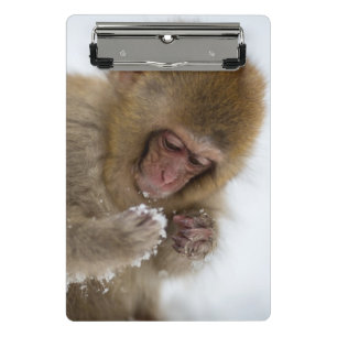 Schnee-Affe Babyjapanischer Macaque- Mini Klemmbrett