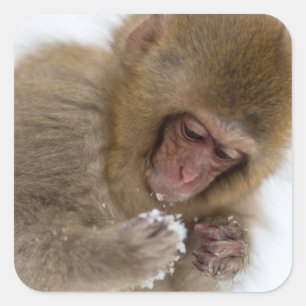 Schnee-Affe Babyjapanischer Macaque-  Quadratischer Aufkleber
