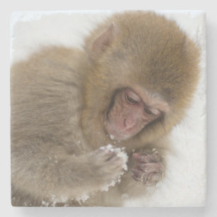 Schnee-Affe Babyjapanischer Macaque-  Steinuntersetzer