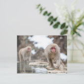 Schnee Affen. Japan. Postkarte (Stehend Vorderseite)