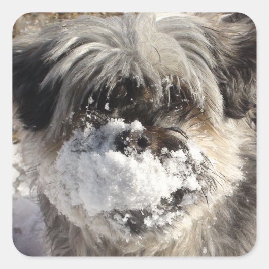 Schnee auf dem Nose-Sticker des Hundes Quadratischer Aufkleber (Vorderseite)