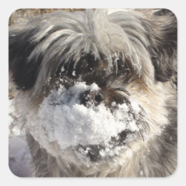 Schnee auf dem Nose-Sticker des Hundes Quadratischer Aufkleber