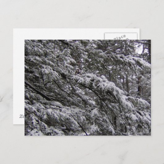 Schnee auf drei Zweigen Postcard - Fügen Sie Ihren Postkarte (Vorne/Hinten)
