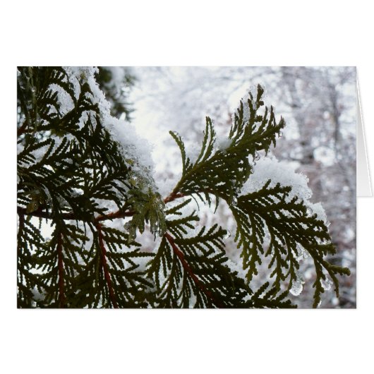 Schnee auf Evergreen Branchen (Vorderseite (Horizontal))