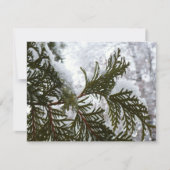 Schnee auf Evergreen Branchen (Vorderseite)