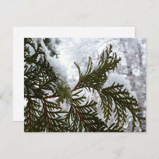 Schnee auf Evergreen Branchen (Vorne/Hinten)