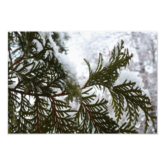 Schnee auf Evergreen Branchen Fotodruck (Vorne)
