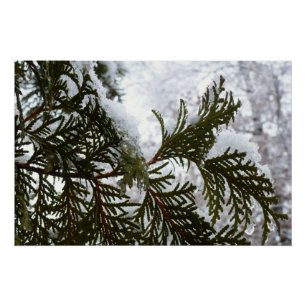 Schnee auf Evergreen Branchen Poster