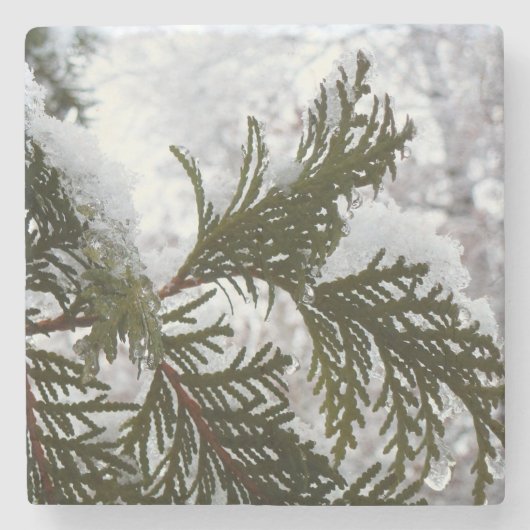 Schnee auf Evergreen Branchen Steinuntersetzer (Vorderseite)