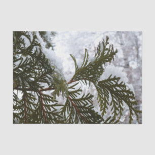 Schnee auf Evergreen Branches Winter Nature Foto Seidenpapier