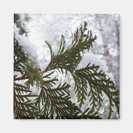 Schnee auf immergrünen Zweigen Magnet (Vorne)