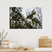 Schnee auf immergrünen Zweigen Poster (Küche)