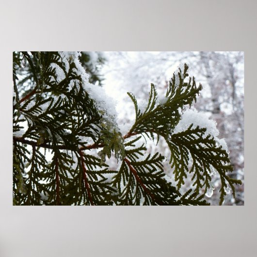 Schnee auf immergrünen Zweigen Poster (Vorne)