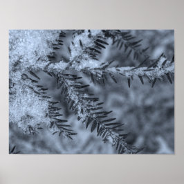 Schnee auf Kiefernnadeln Poster