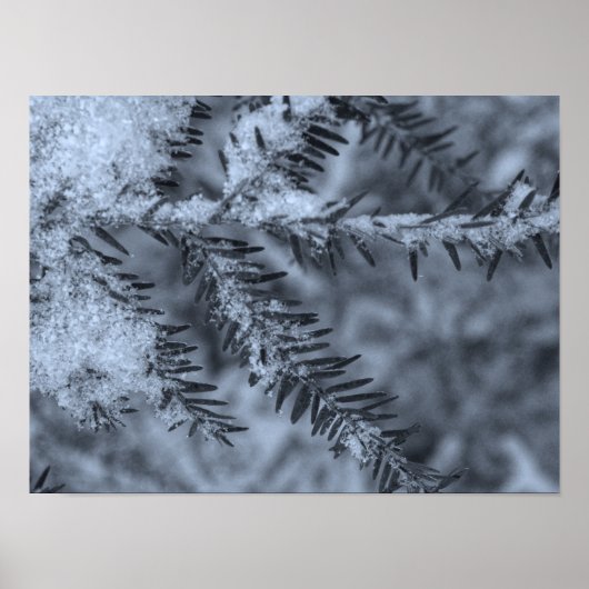 Schnee auf Kiefernnadeln Poster (Vorne)