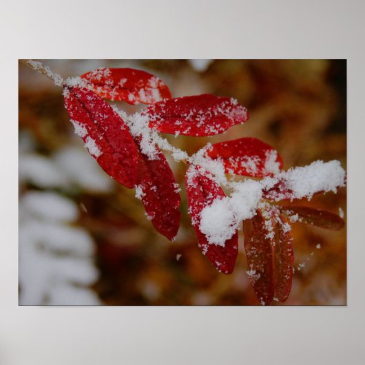Schnee auf roten Blättern Poster (Vorne)
