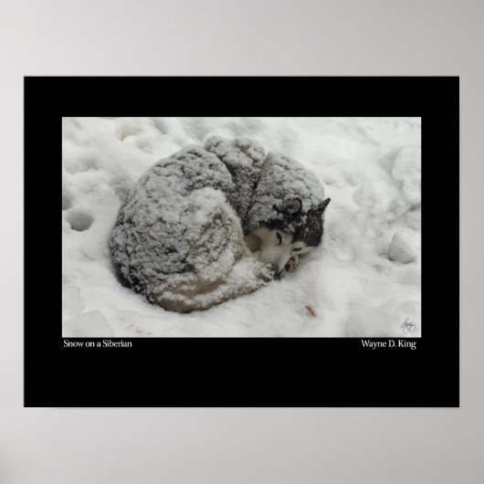 Schnee auf sibirischem Boden Poster (Vorne)