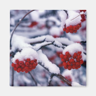Schnee auf Vogelbeerfrüchten der Europäischen Eber Magnet