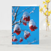 Schnee bedeckte Ebereschebeeren Karte (Gelbe Blume)