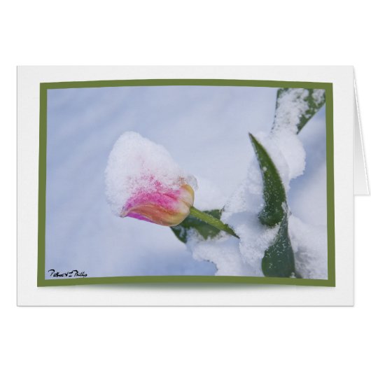 Schnee bedeckte rosa Tulpe (Vorderseite (Horizontal))
