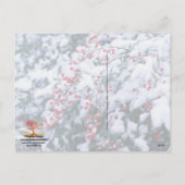 Schnee bedeckte Stechpalmen-Beeren - Feiertagspostkarte (Rückseite)
