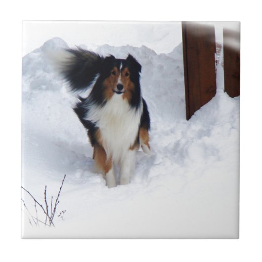 Schnee-Collie Fliese (Vorderseite)