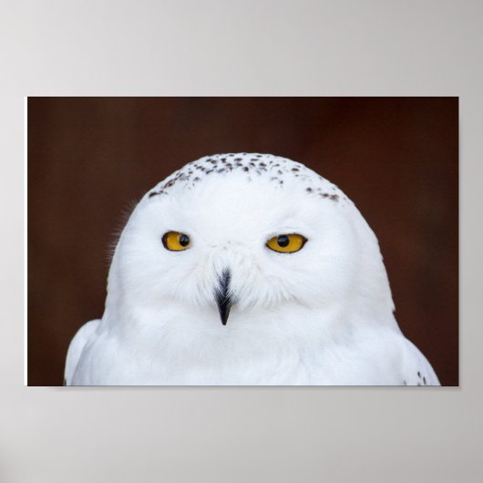 SCHNEE-EIGENE FOTOGRAFIE-POSTER POSTER (Vorne)
