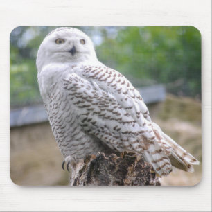 Schnee-Eule Mousepad