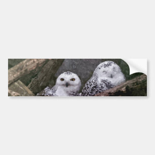 Schnee-Eulen-Paar-Wald-Wildtier-Kunst Autoaufkleber