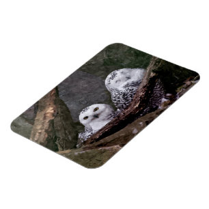 Schnee-Eulenpaar Wald-Wildtier-Kunst Magnet