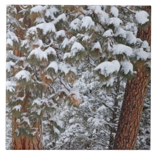 Schnee füllt die Grünflächen der Ponderosa-Kief Fliese