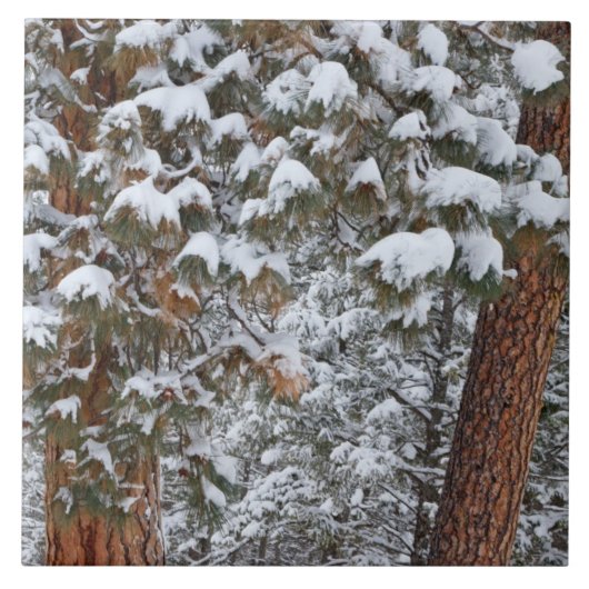 Schnee füllt die Grünflächen der Ponderosa-Kiefern Fliese (Vorderseite)