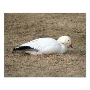 Schnee-Gans-Foto Fotodruck