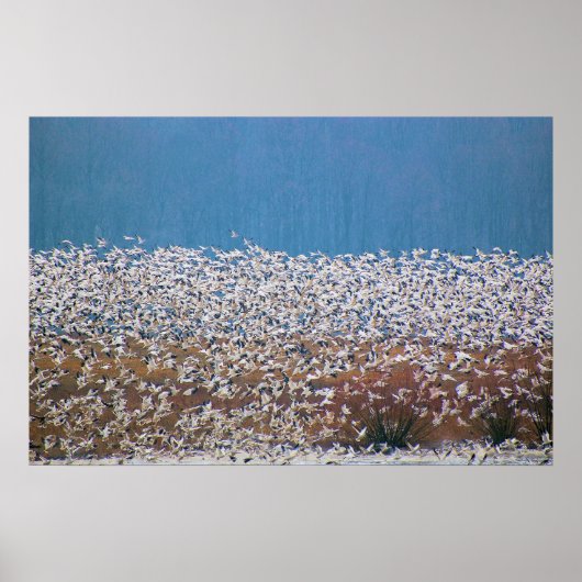 Schnee Gänse fliegen! Poster (Vorne)