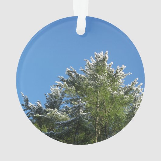 Schnee-gespitzte Kiefer auf blauem Himmel Ornament (Rückseite)