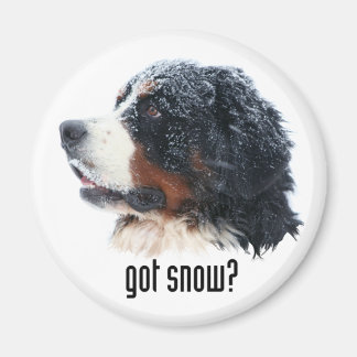 Schnee got? Bernese Magnet